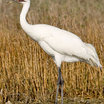 Whooping Crane